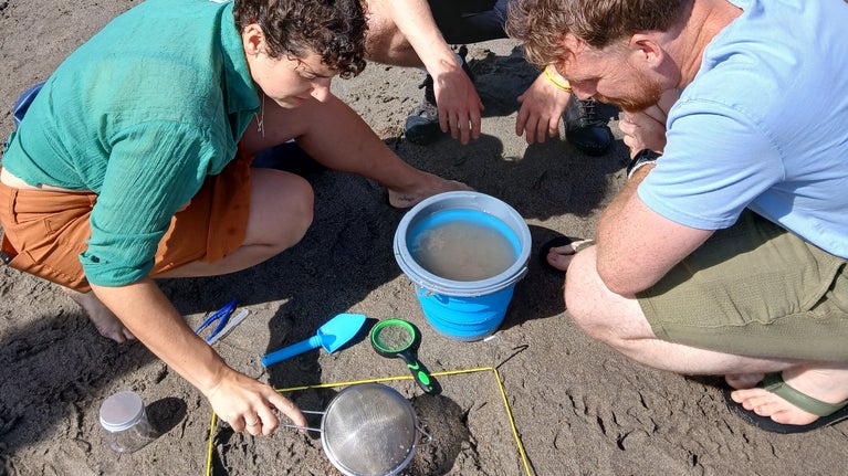 People on a beach in Devon looking at marine life